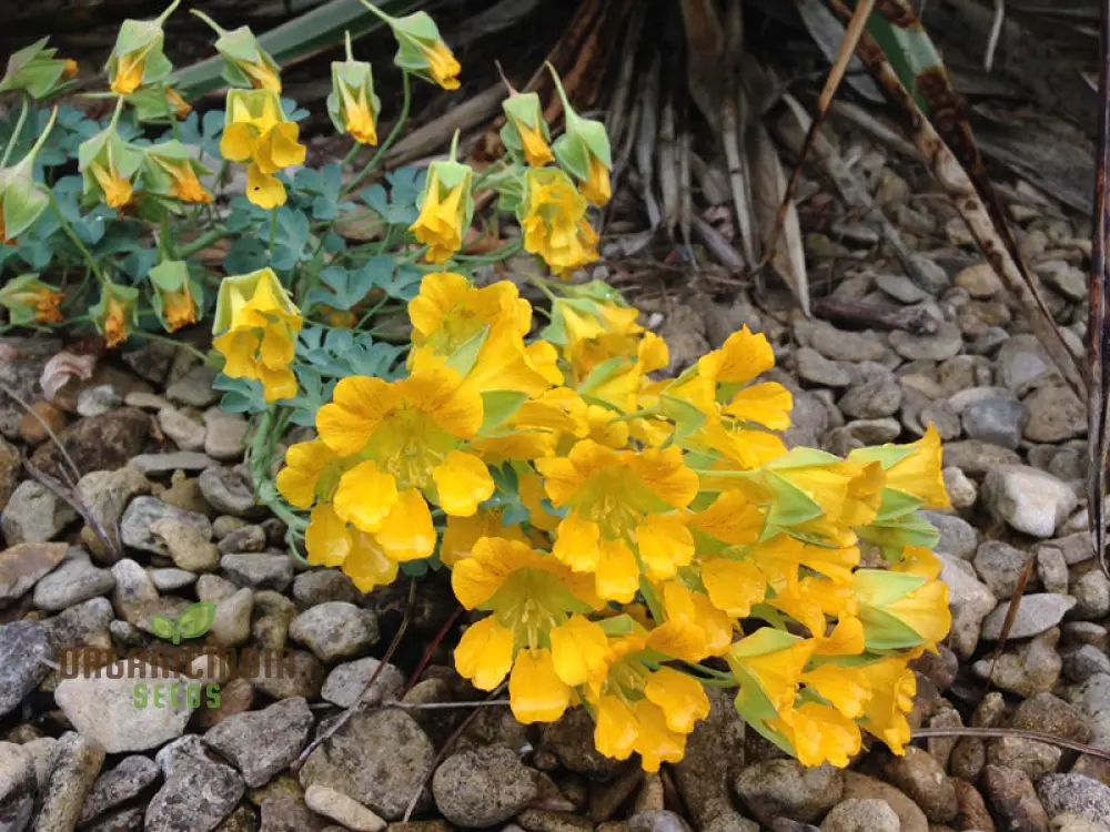 Tropaeolum Leptophyllum Flower Seeds For Planting, Unique and Exotic Climbing Blooms for Your Garden - Image 4
