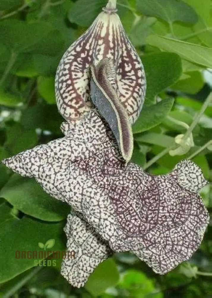 Dutchman's Pipe Vine Seeds (Aristolochia labiata Seeds) - Exotic Climbing Blooms for Stunning Gardens