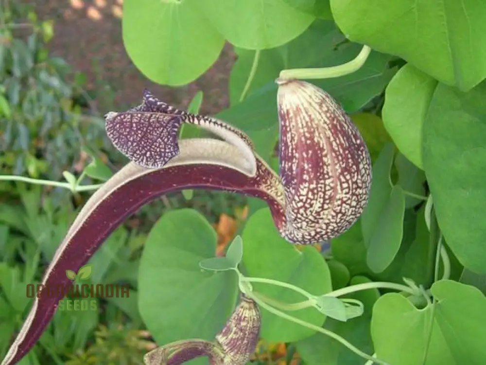 Dutchman's Pipe Vine Seeds (Aristolochia labiata Seeds) - Exotic Climbing Blooms for Stunning Gardens - Image 3