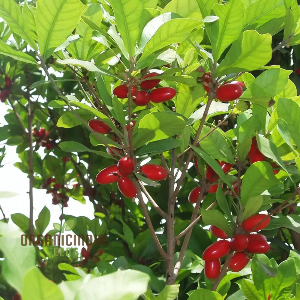 Tropical Miracle Berry Fruit Seeds, Exotic Flavor-Changing Delight for Your Garden