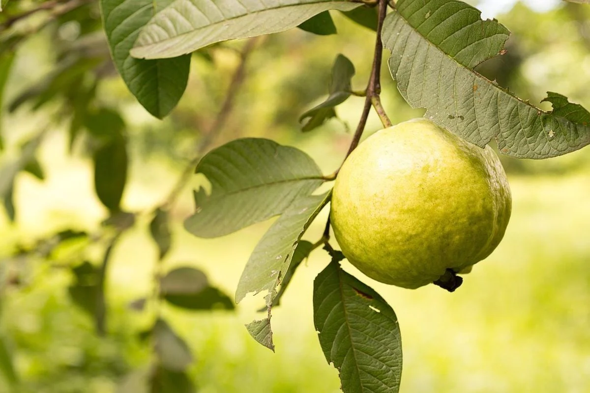 Tropical White Guava Seeds – Sweet & Fragrant Fruit for Planting - Image 2