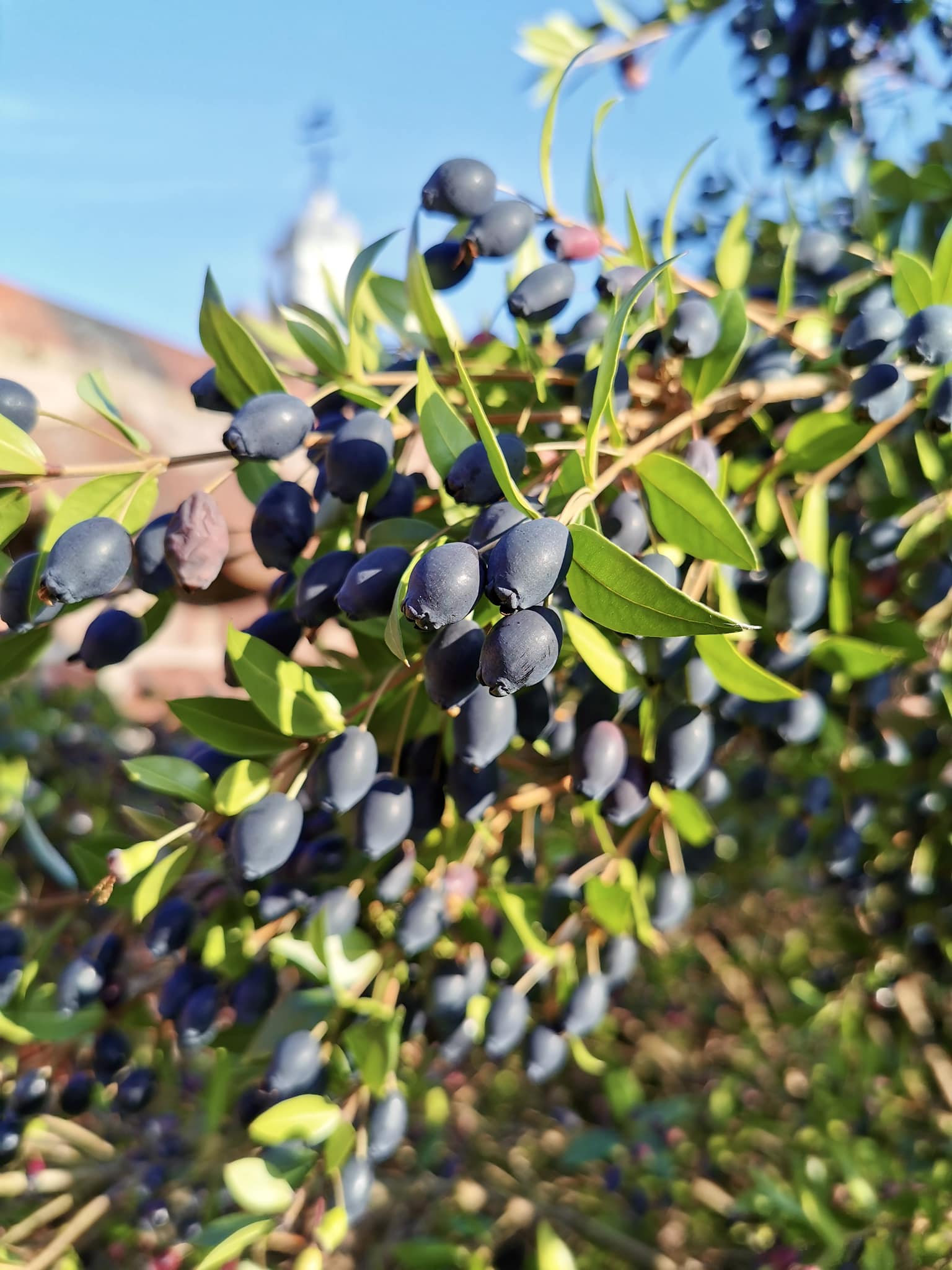 True Myrtle Seeds - Image 4