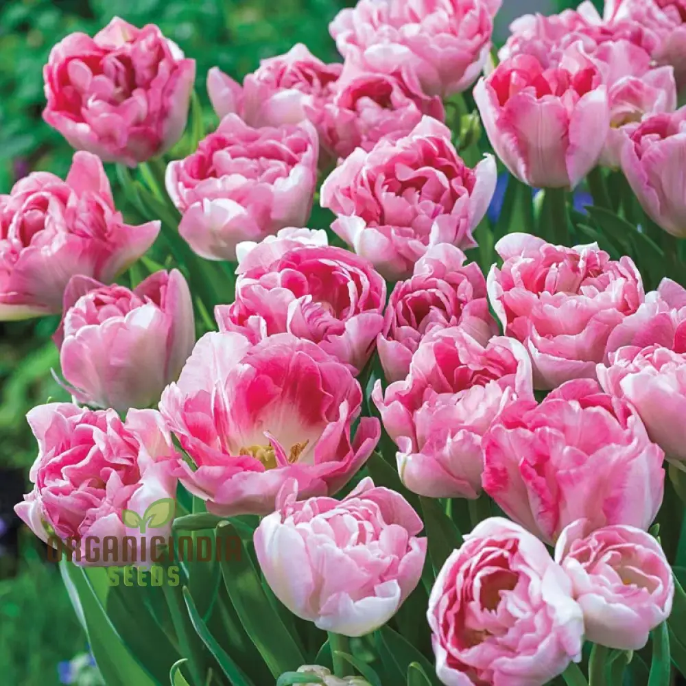 Tulip Angelique Flower Seeds For Planting, Elegant Pink Tulips for a Beautiful and Graceful Spring Garden Display