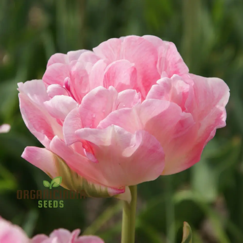 Tulip Angelique Flower Seeds For Planting, Elegant Pink Tulips for a Beautiful and Graceful Spring Garden Display - Image 3
