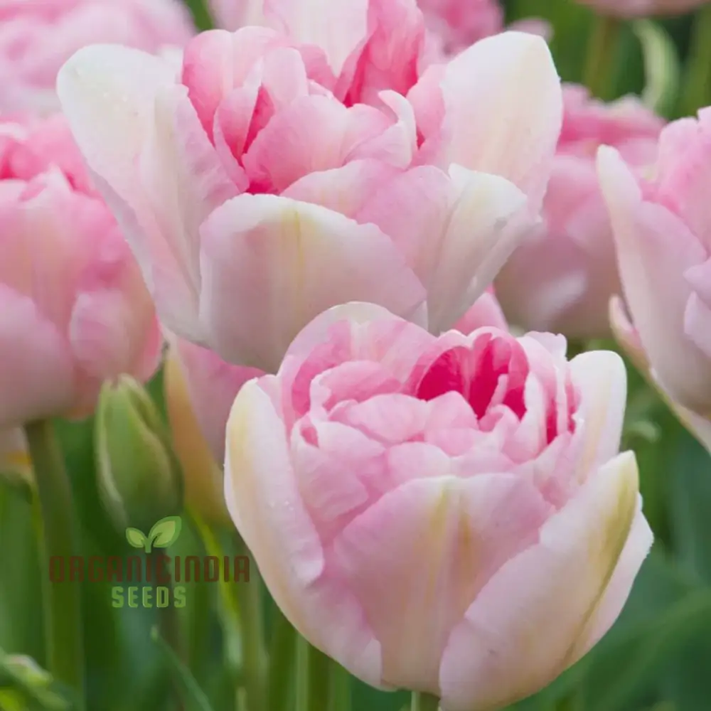 Tulip Angelique Flower Seeds For Planting, Elegant Pink Tulips for a Beautiful and Graceful Spring Garden Display - Image 4