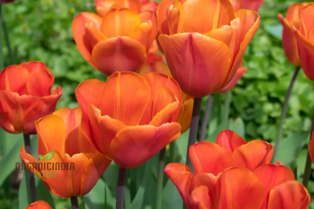 Tulip Annie Schilder Flower Seeds For Planting, Charming and Bright Tulips for a Stunning Spring Garden Display