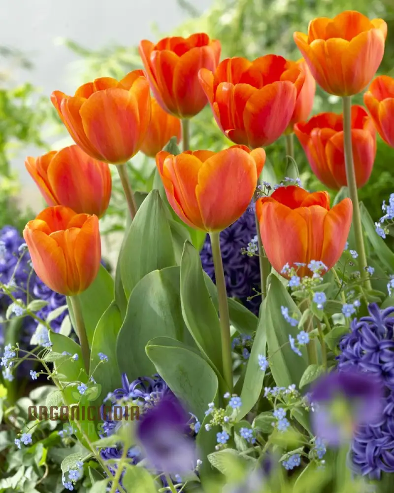 Tulip Annie Schilder Flower Seeds For Planting, Charming and Bright Tulips for a Stunning Spring Garden Display - Image 3