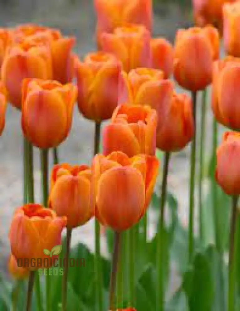Tulip Annie Schilder Flower Seeds For Planting, Charming and Bright Tulips for a Stunning Spring Garden Display - Image 4