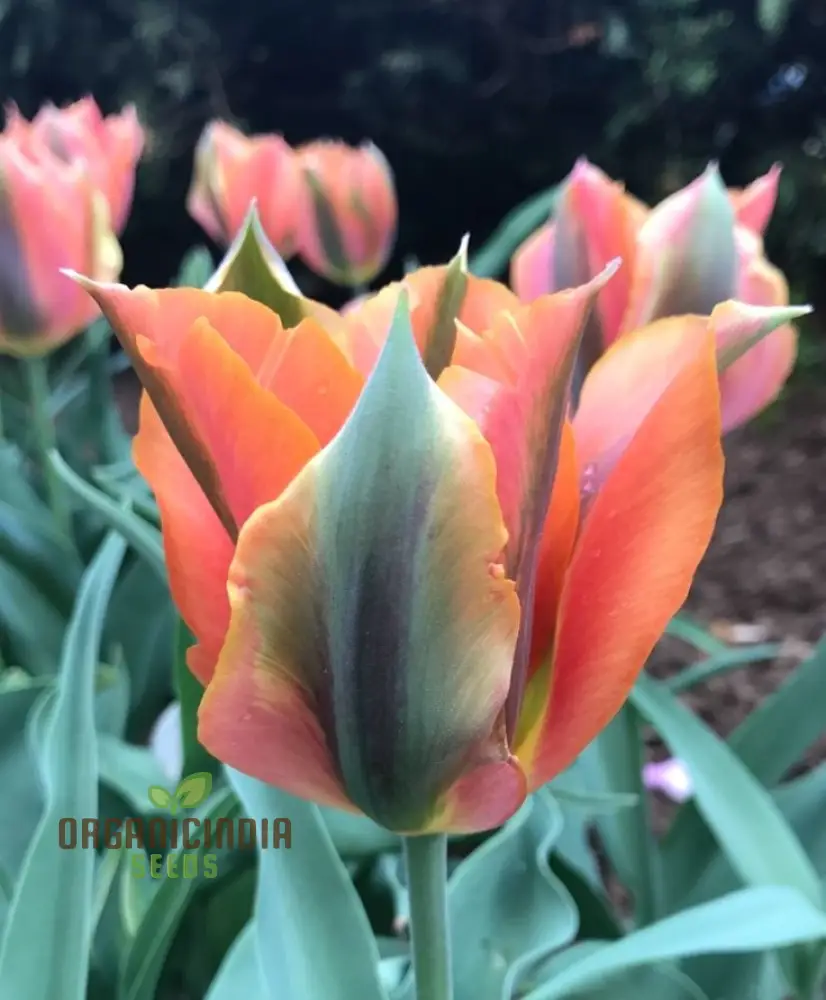 Tulip Artist Bluestone Flower Seeds For Planting, Stunning Blue Tulips for a Beautiful and Unique Spring Garden Display