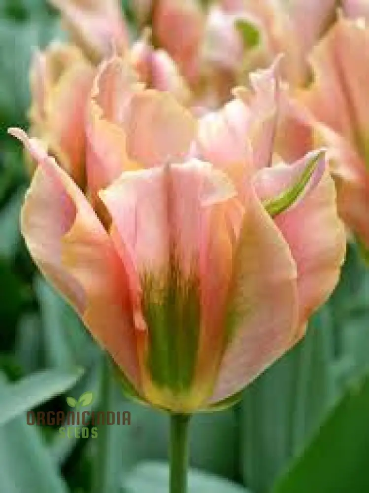 Tulip Artist Bluestone Flower Seeds For Planting, Stunning Blue Tulips for a Beautiful and Unique Spring Garden Display - Image 3