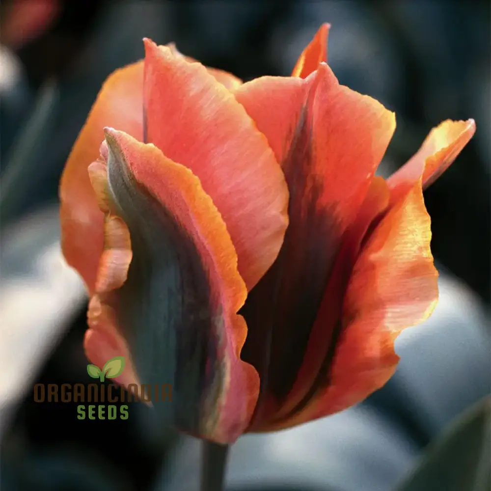 Tulip Artist Bluestone Flower Seeds For Planting, Stunning Blue Tulips for a Beautiful and Unique Spring Garden Display - Image 4