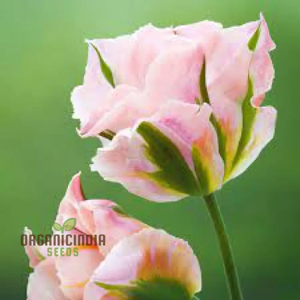 Tulip China Town Bulb Seeds for Vibrant Spring Gardens - High-Quality Flower Seeds for Gardening Enthusiasts (3 Bulbs For Planting)