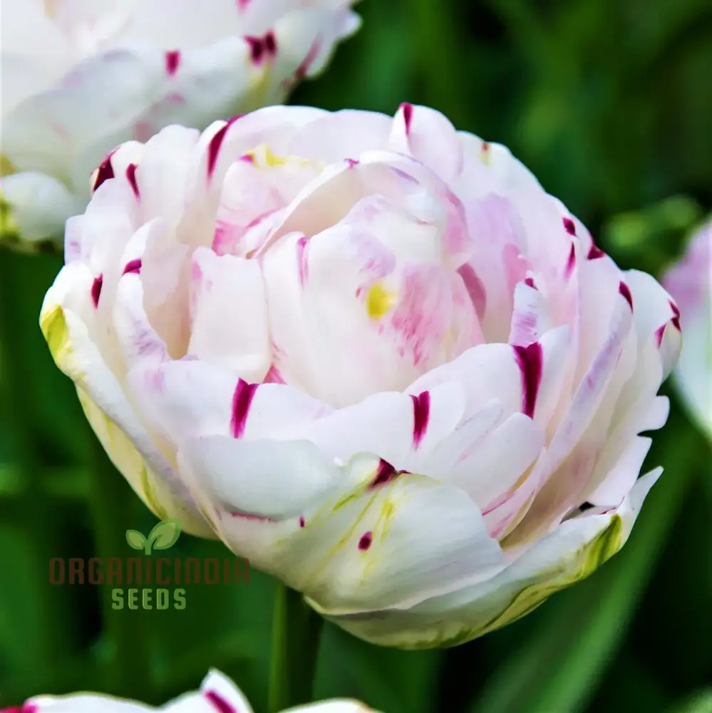 Tulip Danceline Flower Seeds For Planting, Vibrant and Elegant Tulips for a Stunning Spring Garden Display