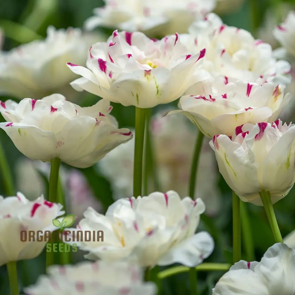 Tulip Danceline Flower Seeds For Planting, Vibrant and Elegant Tulips for a Stunning Spring Garden Display - Image 3