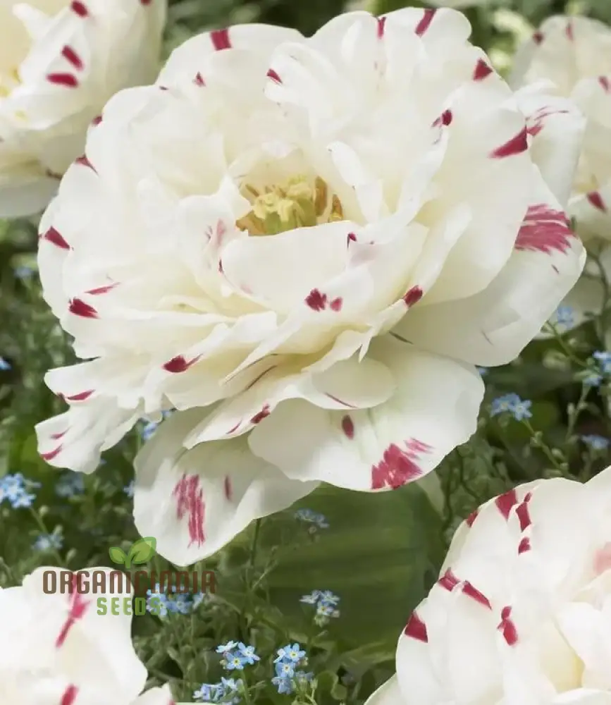 Tulip Danceline Flower Seeds For Planting, Vibrant and Elegant Tulips for a Stunning Spring Garden Display - Image 4