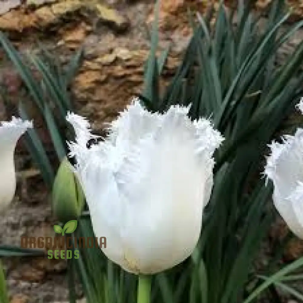 Tulip Seeds (Daytona Tulip Seeds) - Fringed White Blooms for Elegant Garden Displays