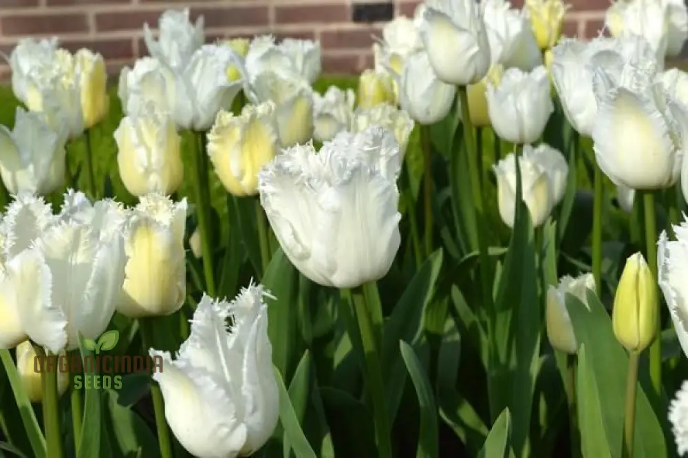 Tulip Seeds (Daytona Tulip Seeds) - Fringed White Blooms for Elegant Garden Displays - Image 3