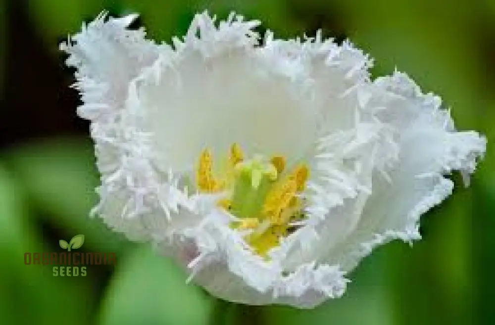 Tulip Seeds (Daytona Tulip Seeds) - Fringed White Blooms for Elegant Garden Displays - Image 4