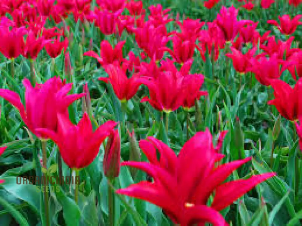 Tulip Doll's Minuet Bulb Seeds- Premium Gardening Seeds for Stunning Blooms | High-Quality Seeds"
