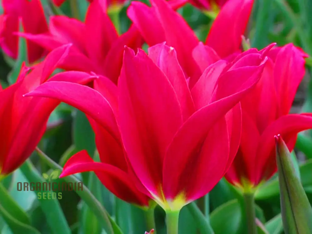 Tulip Doll's Minuet Bulb Seeds- Premium Gardening Seeds for Stunning Blooms | High-Quality Seeds" - Image 4
