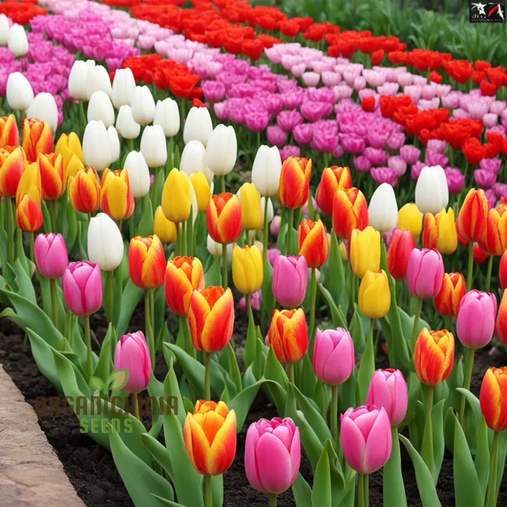 Blooming Beauty, Tulip Flower Seeds for Your Spring Garden - Perennial Potted Plants for Planting