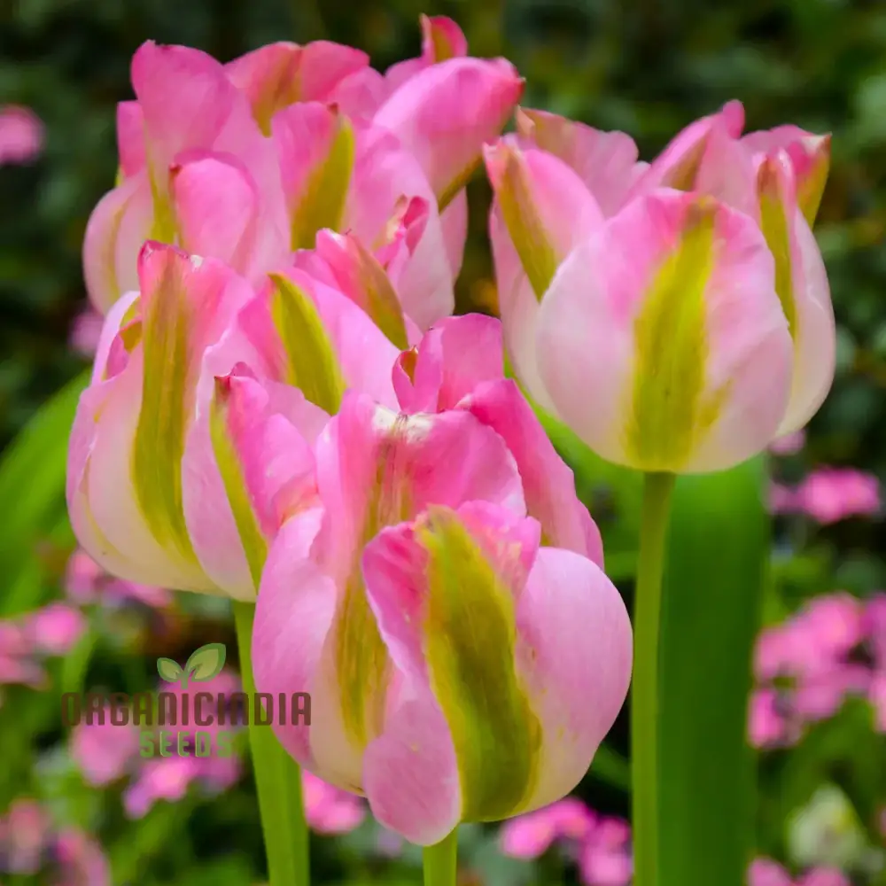 Tulip Greenland Flower Seeds For Planting, Beautiful and Bold Tulips for a Striking Spring Garden Display
