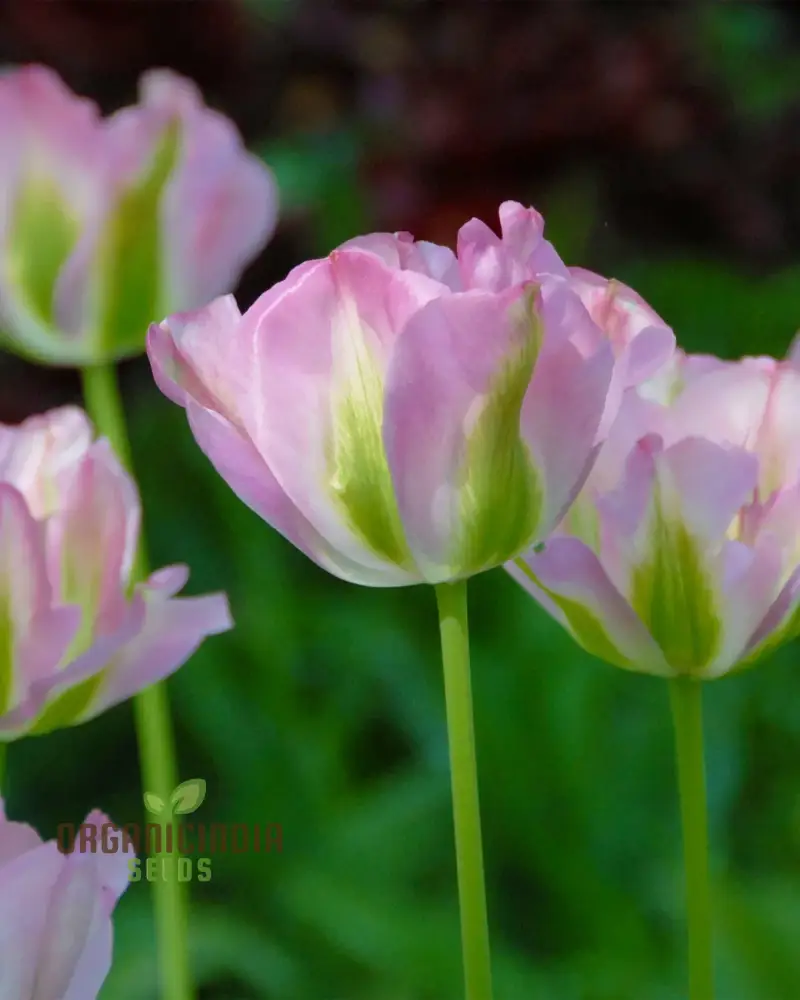 Tulip Greenland Flower Seeds For Planting, Beautiful and Bold Tulips for a Striking Spring Garden Display - Image 3