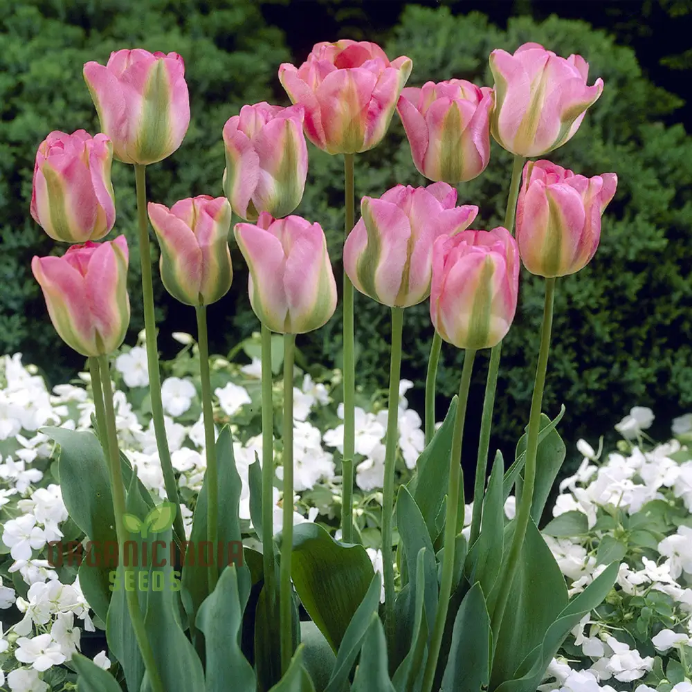 Tulip Greenland Flower Seeds For Planting, Beautiful and Bold Tulips for a Striking Spring Garden Display - Image 4
