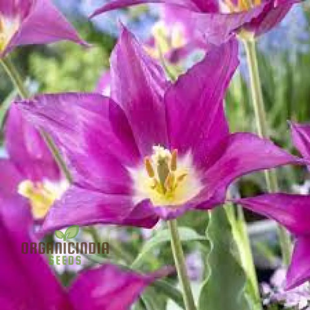 Tulip Purple Dream Bulb Seeds for Vibrant Garden Blooms | Premium Gardening Seeds