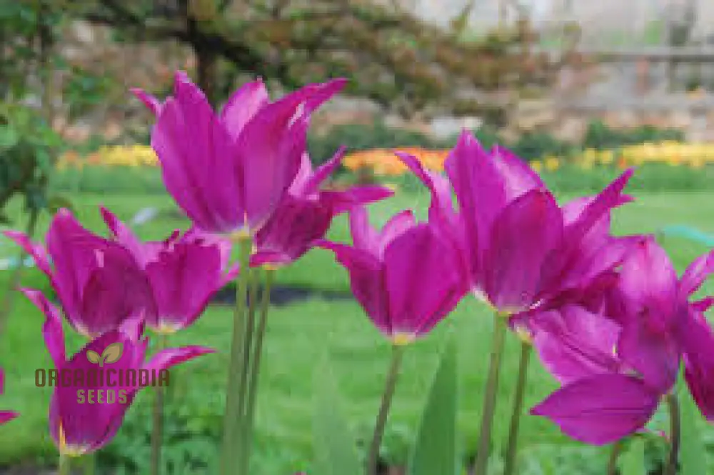 Tulip Purple Dream Bulb Seeds for Vibrant Garden Blooms | Premium Gardening Seeds - Image 3