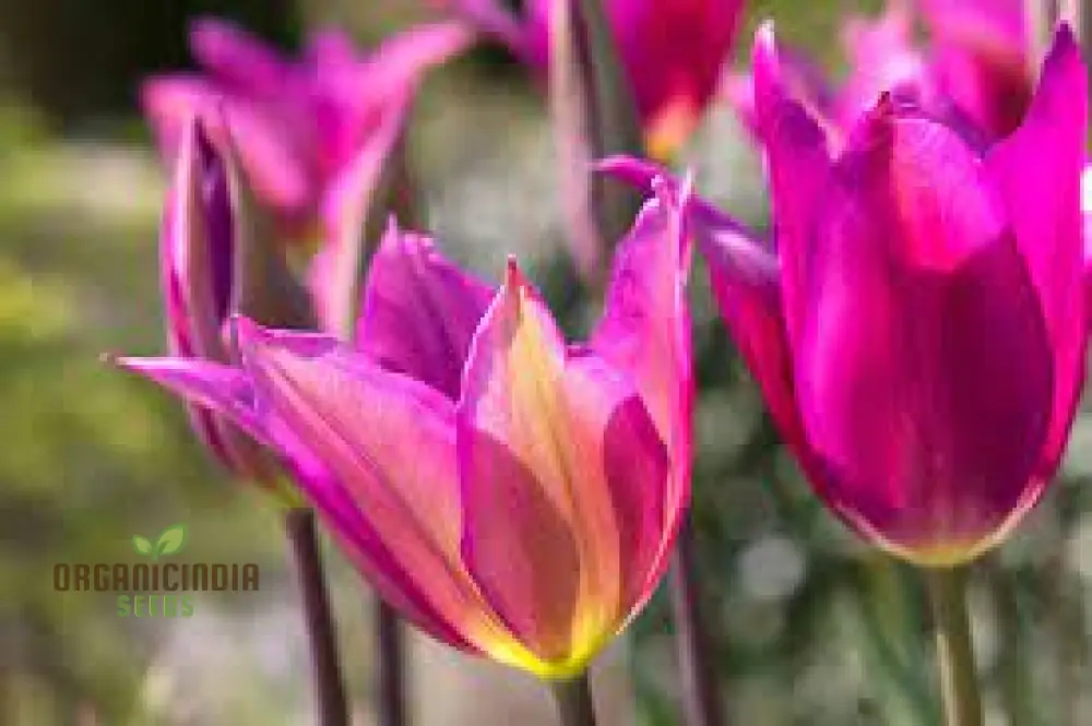Tulip Purple Dream Bulb Seeds for Vibrant Garden Blooms | Premium Gardening Seeds - Image 4