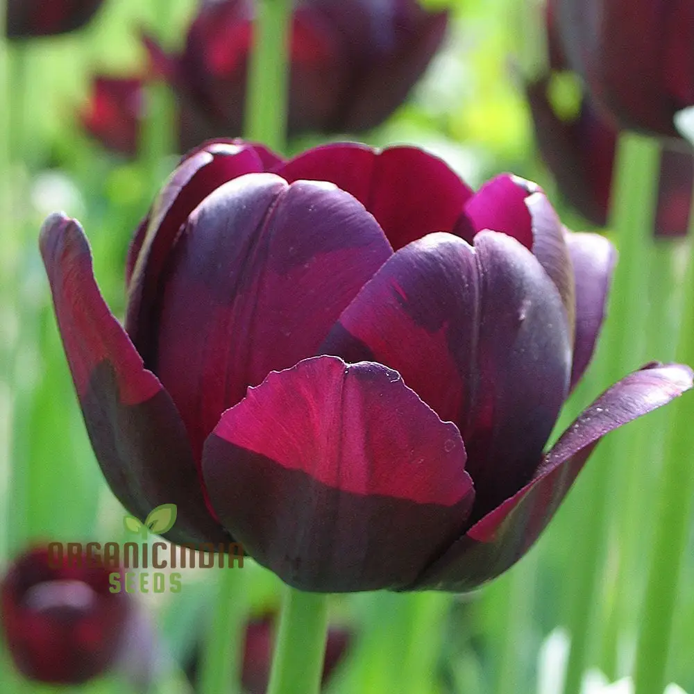 Tulip Queen of the Night Flower Seeds For Planting, Elegant and Dramatic Dark Tulips for a Sophisticated Garden Display