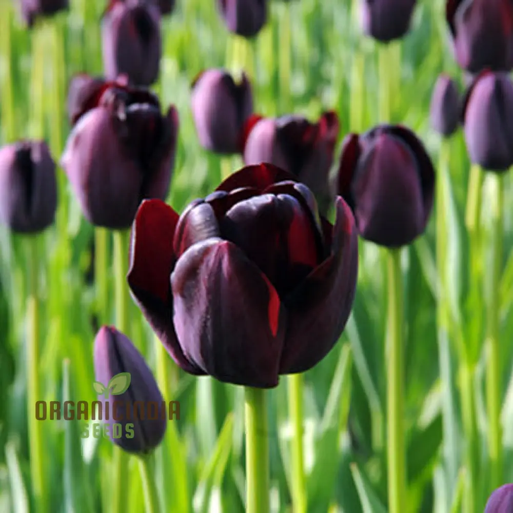 Tulip Queen of the Night Flower Seeds For Planting, Elegant and Dramatic Dark Tulips for a Sophisticated Garden Display - Image 3