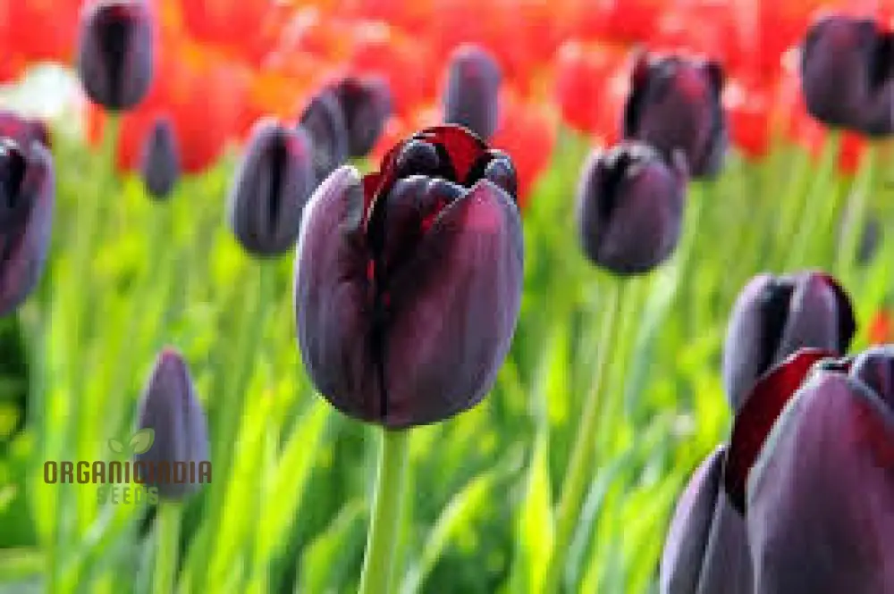 Tulip Queen of the Night Flower Seeds For Planting, Elegant and Dramatic Dark Tulips for a Sophisticated Garden Display - Image 4