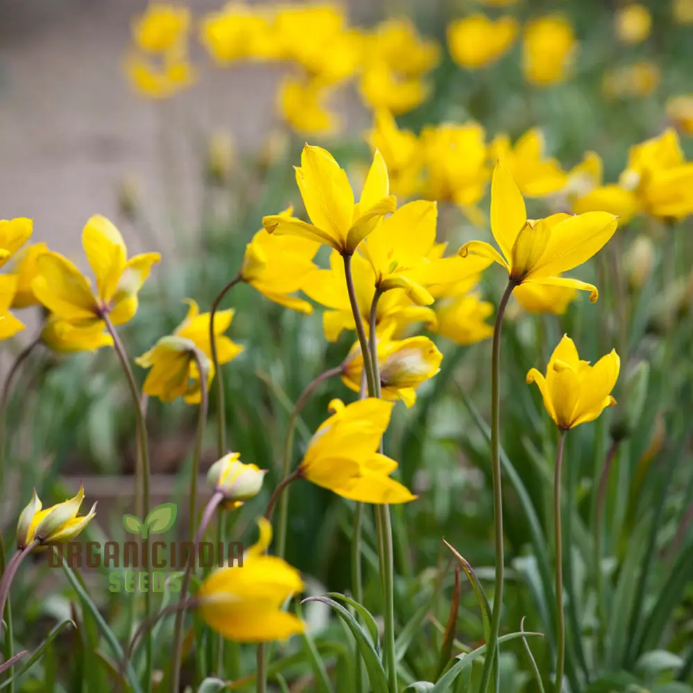 Tulip Sylvestris Flower Seeds For Planting ,Beautiful Wild Tulips for a Naturalistic and Elegant Garden Display - Image 3