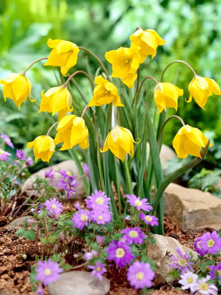 Tulip Sylvestris Flower Seeds For Planting ,Beautiful Wild Tulips for a Naturalistic and Elegant Garden Display - Image 4