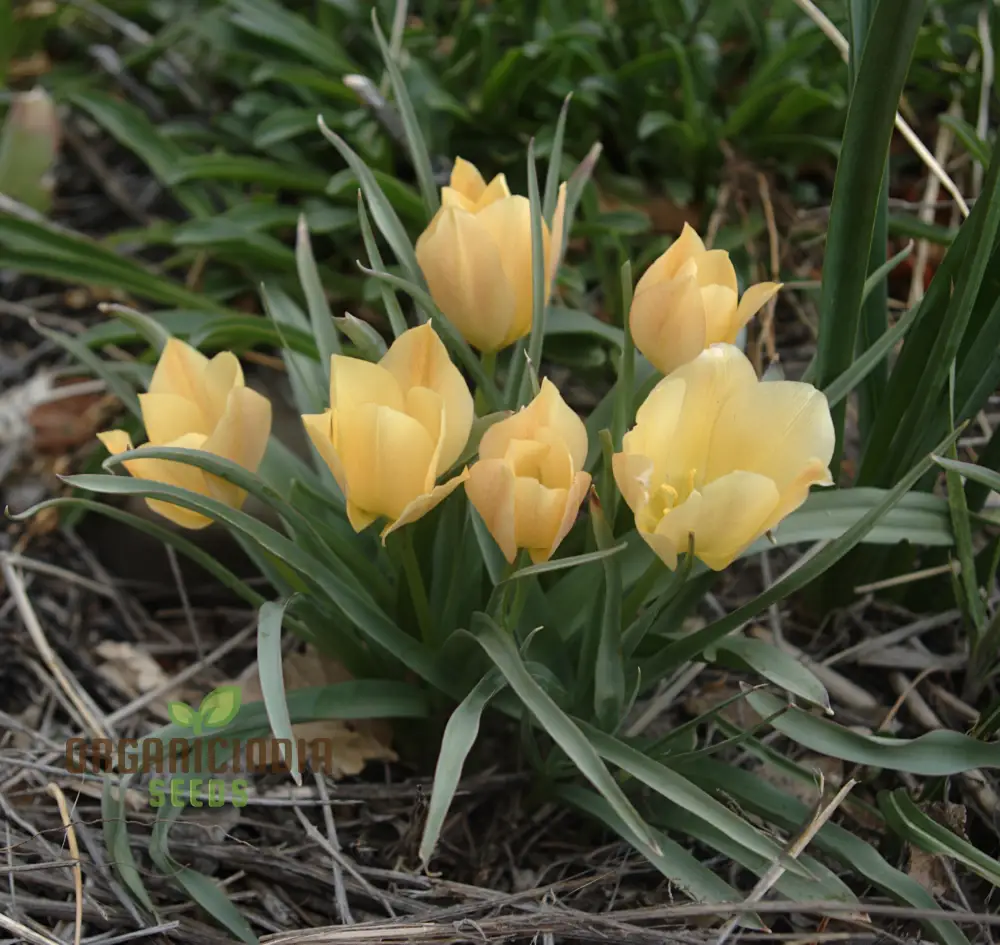 TULIPA BATALINII Seeds for Planting - Ideal for Gardening Enthusiasts - Buy Organic Flower Seeds Online