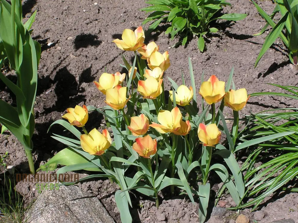 TULIPA BATALINII Seeds for Planting - Ideal for Gardening Enthusiasts - Buy Organic Flower Seeds Online - Image 3