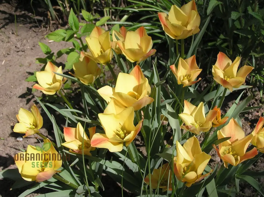 TULIPA BATALINII Seeds for Planting - Ideal for Gardening Enthusiasts - Buy Organic Flower Seeds Online - Image 4