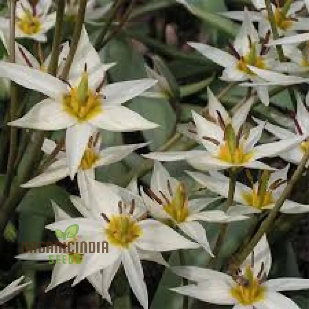 TULIPA BIFLORIFORMIS Seeds for Planting - Premium Quality Gardening Tulip Flowers for Beautiful Spring Blooms - Ideal for Home and Garden Landscaping