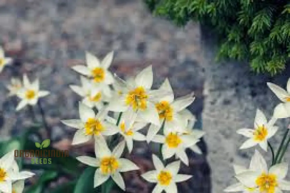 TULIPA BIFLORIFORMIS Seeds for Planting - Premium Quality Gardening Tulip Flowers for Beautiful Spring Blooms - Ideal for Home and Garden Landscaping - Image 3