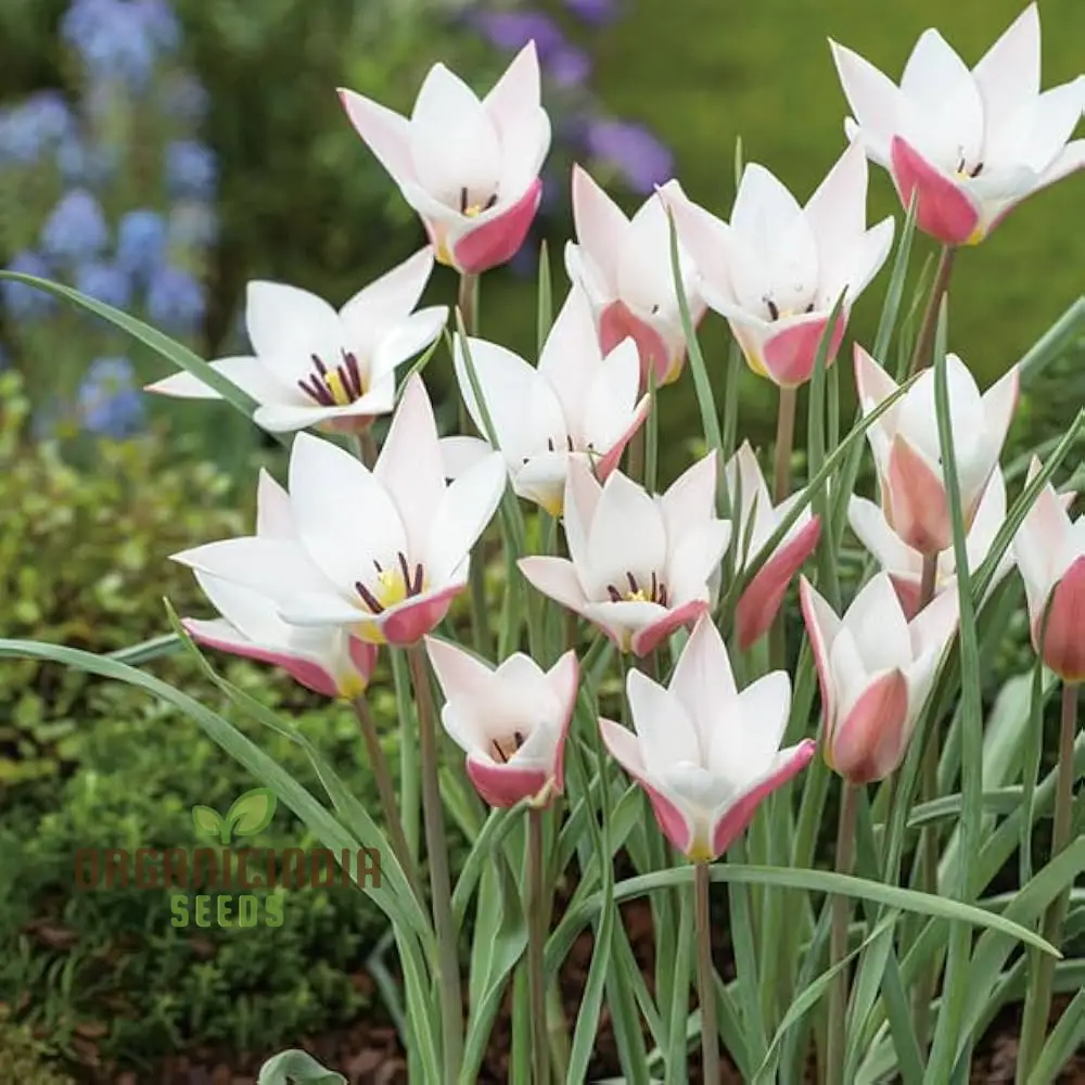 TULIPA CLUSIANA 'LADY JANE' Seeds for Planting and Gardening - Perfect for Beautiful Spring Blooms