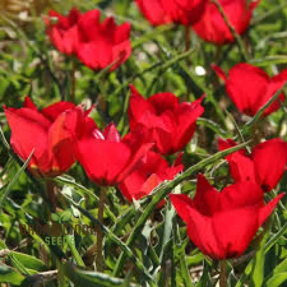 TULIPA MONTANA Seeds for Planting - Perfect for Gardening Enthusiasts - Buy Organic Tulip Seeds Online