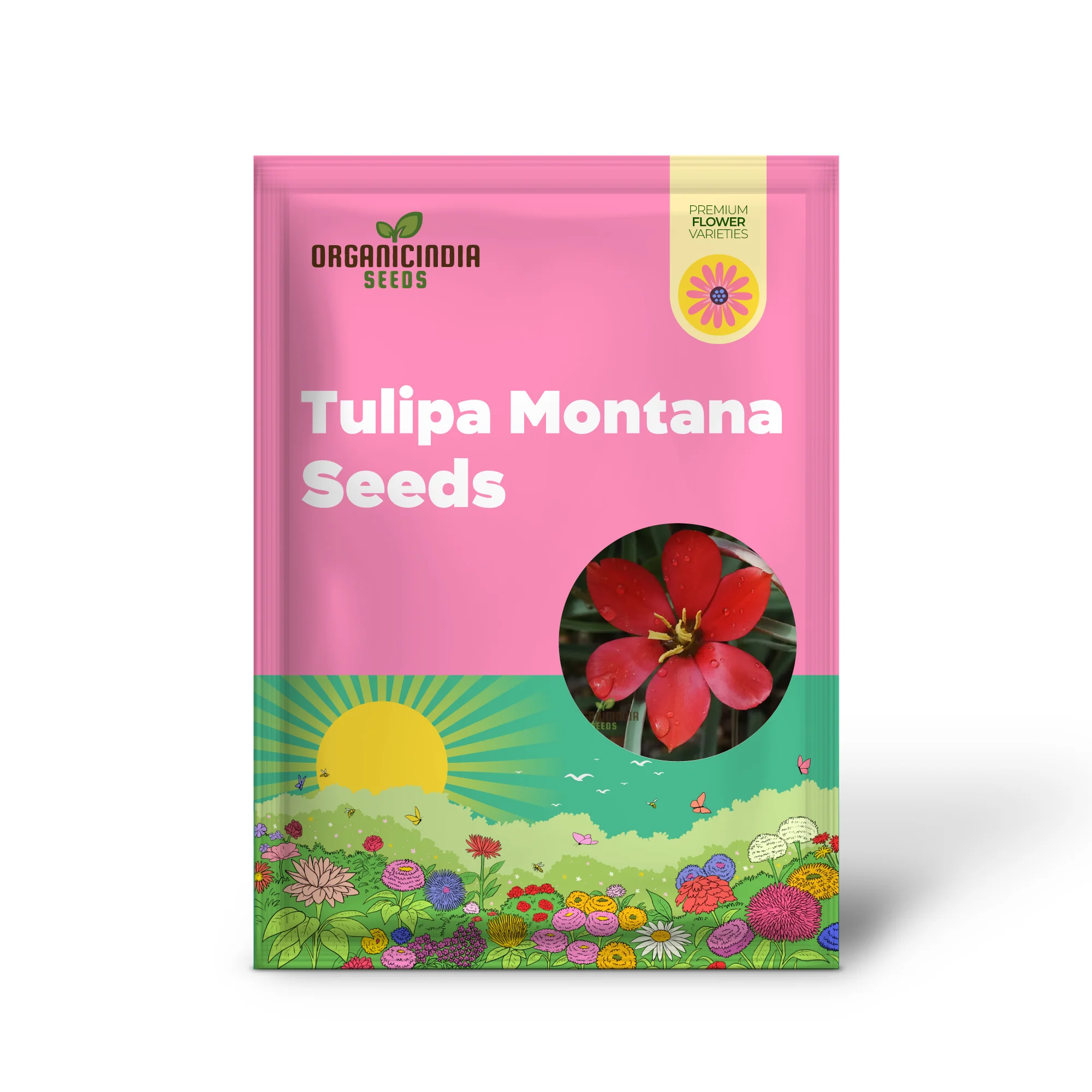 TULIPA MONTANA Seeds for Planting - Perfect for Gardening Enthusiasts - Buy Organic Tulip Seeds Online - Image 2