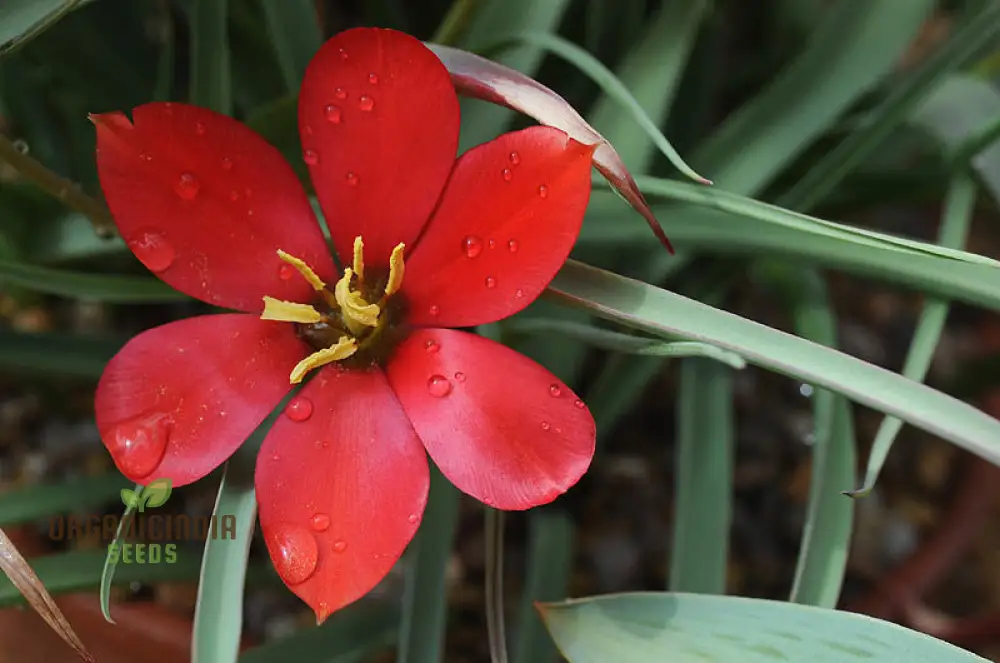 TULIPA MONTANA Seeds for Planting - Perfect for Gardening Enthusiasts - Buy Organic Tulip Seeds Online - Image 3