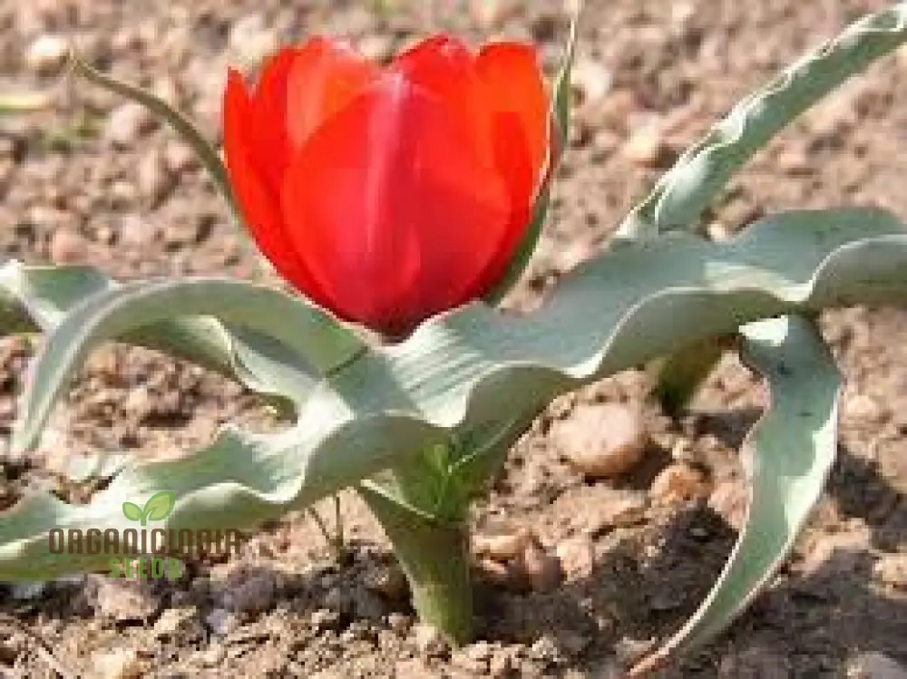 TULIPA MONTANA Seeds for Planting - Perfect for Gardening Enthusiasts - Buy Organic Tulip Seeds Online - Image 4