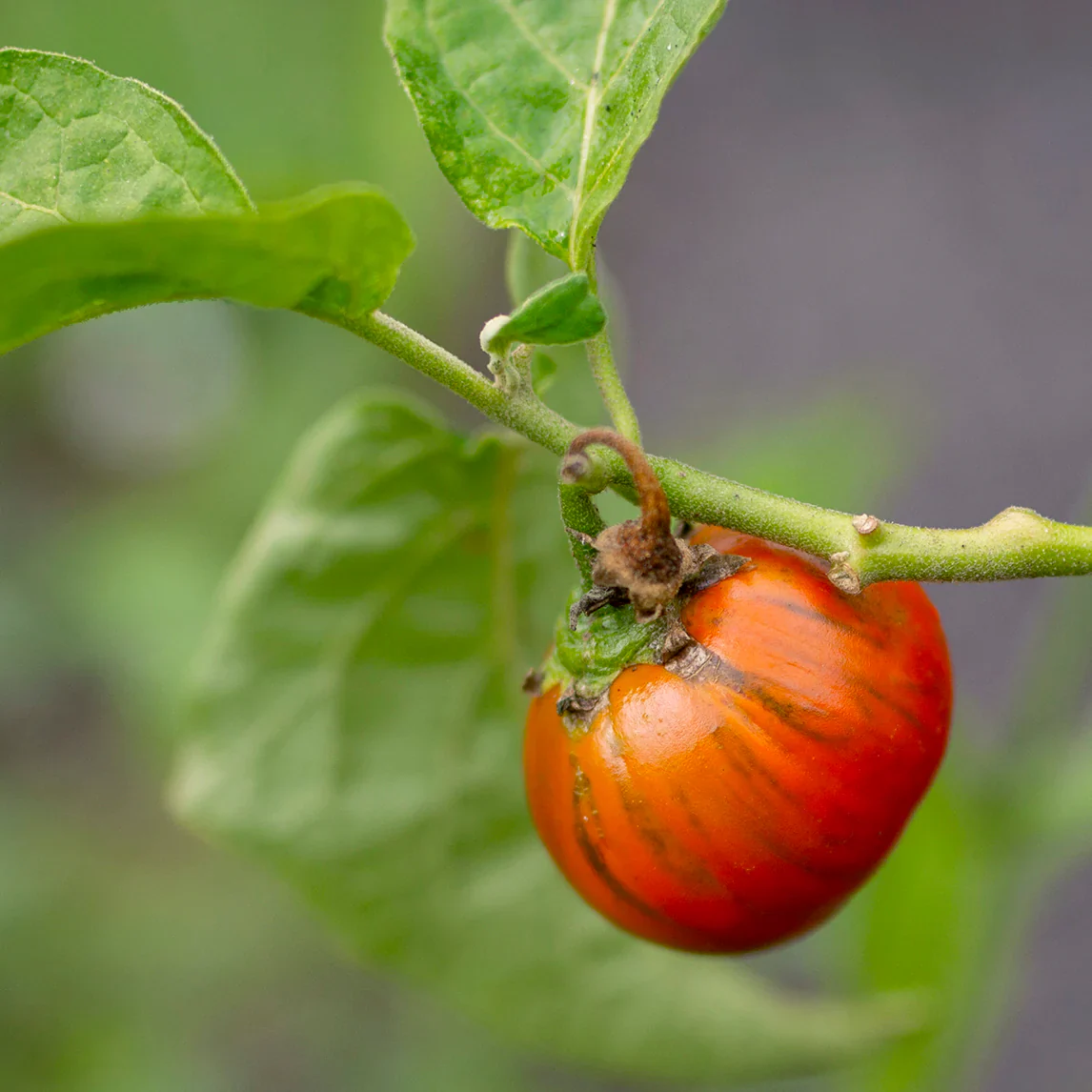 Turkish Orange Eggplant Seeds