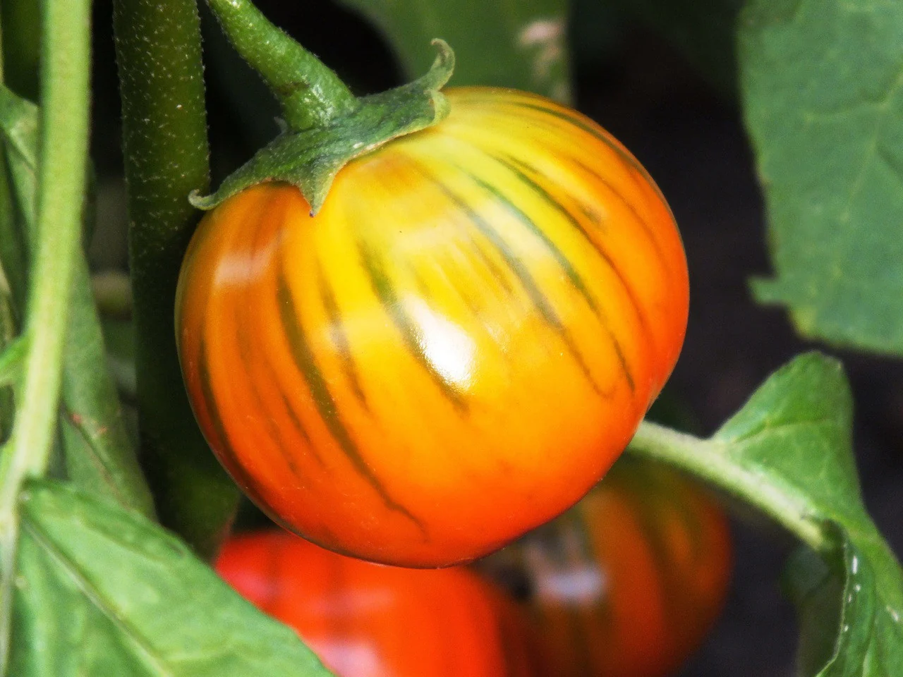Turkish Orange Eggplant Seeds - Image 3