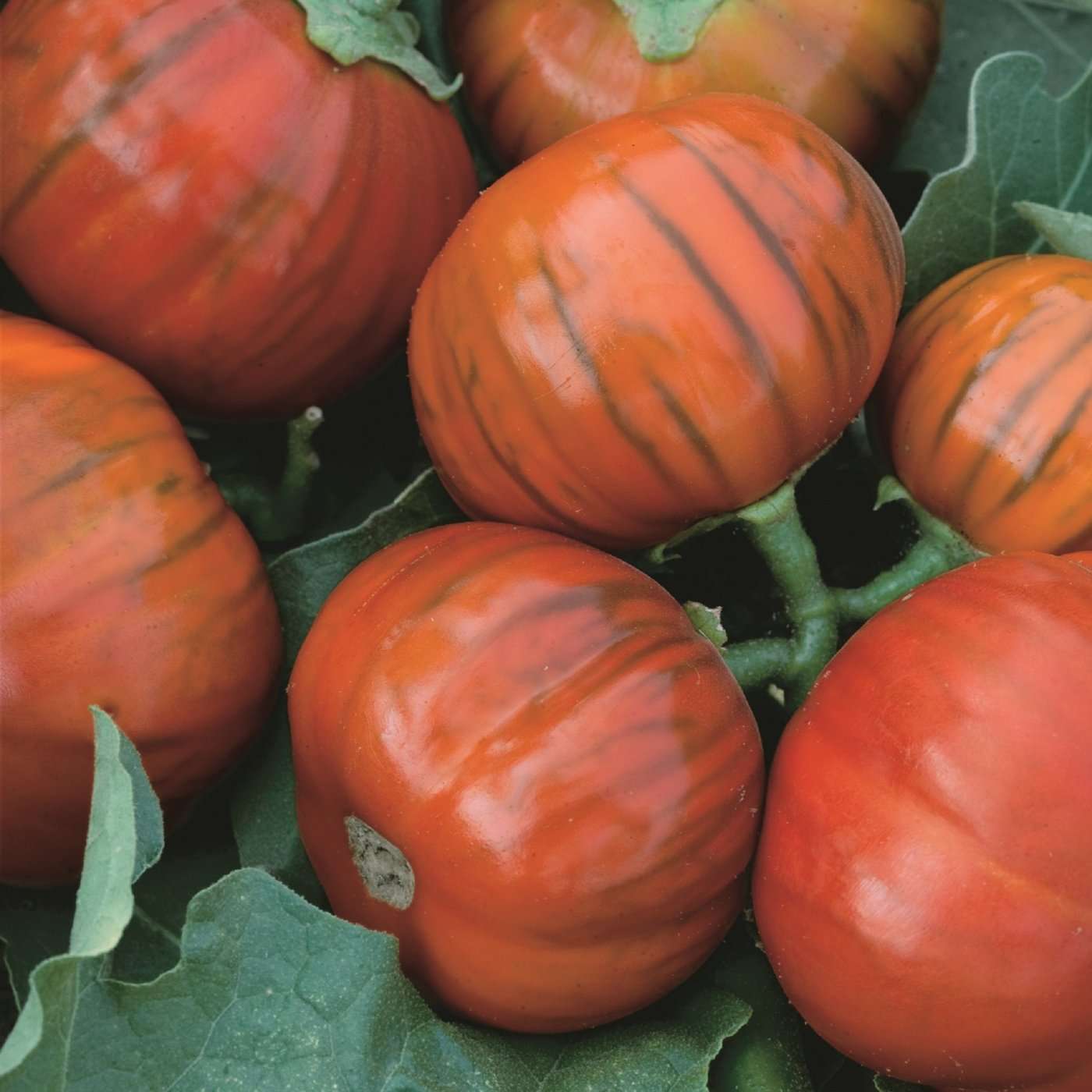Turkish Orange Eggplant Seeds - Image 4