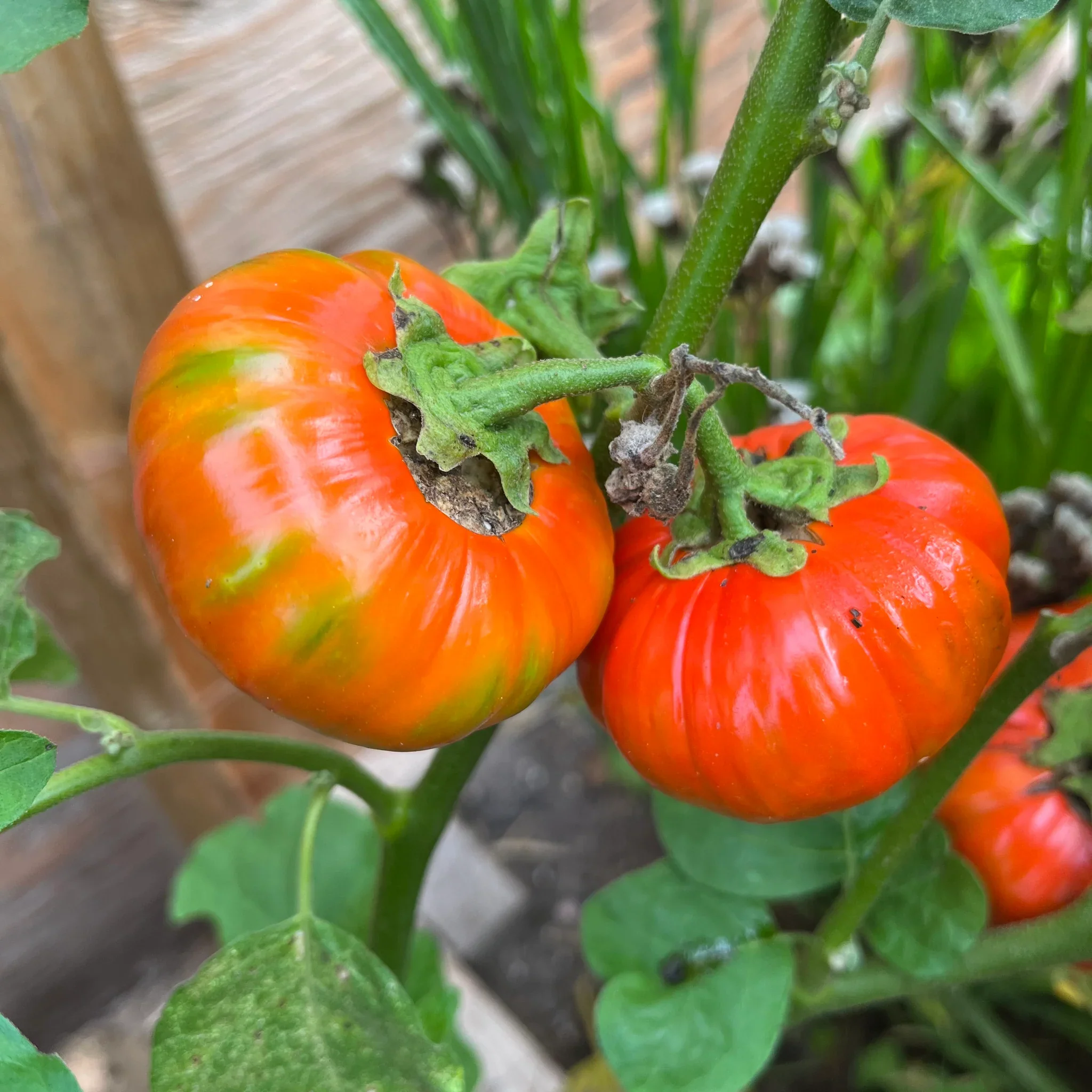 Turkish Orange Eggplant Seeds - Image 5